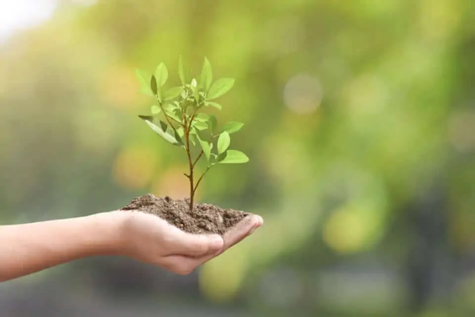Klimaschutz im Fokus: Viterma startet Partnerschaft mit Plant-for-the-Planet